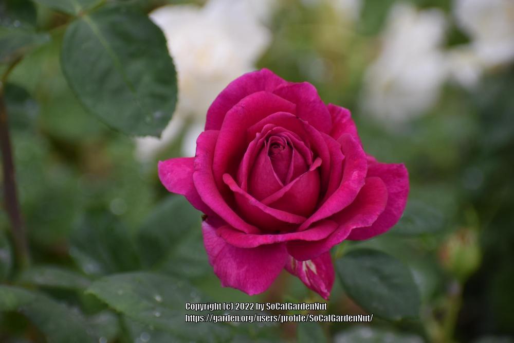 Photo of Rose (Rosa 'Stephens' Big Purple') uploaded by SoCalGardenNut