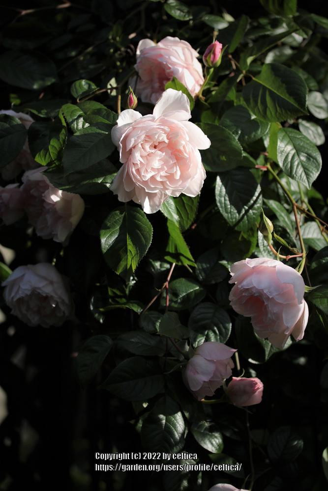 Photo of Rose (Rosa 'The Generous Gardener') uploaded by celtica