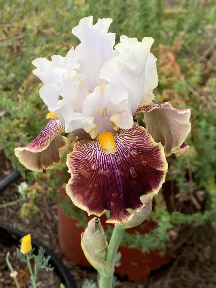 Photo of Tall Bearded Iris (Iris 'Wonders Never Cease') uploaded by shar4j