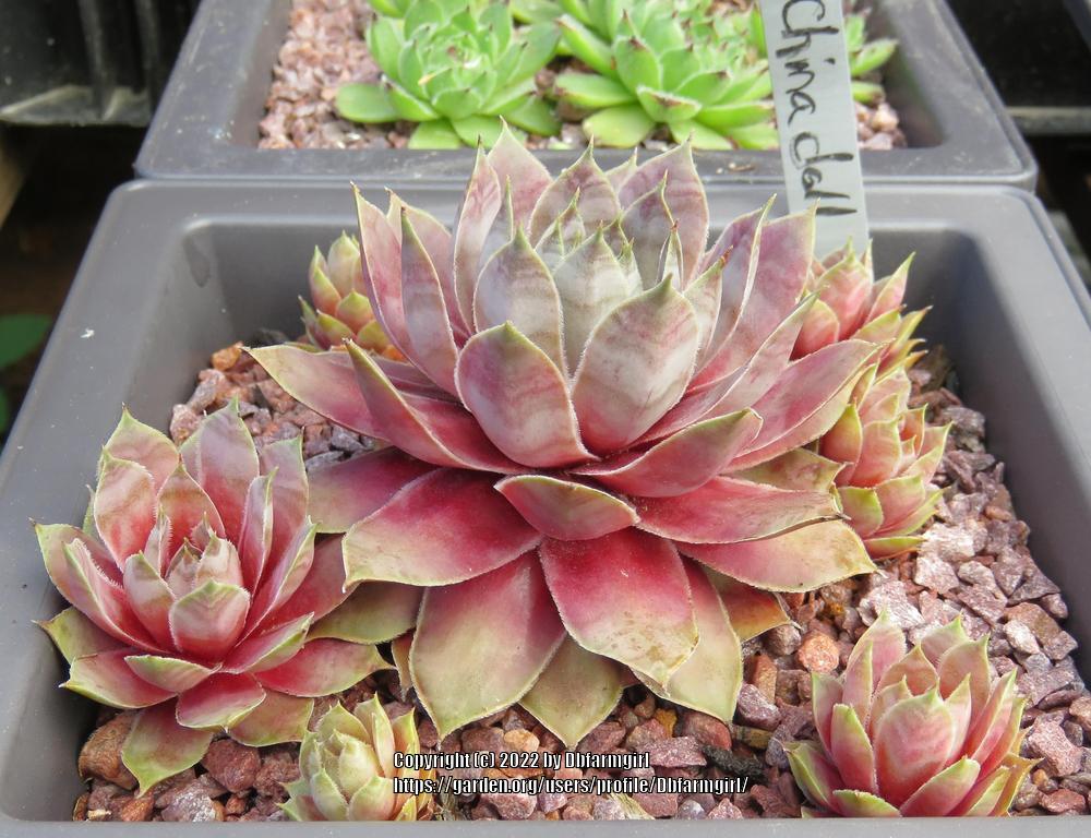 Photo of Hen and Chicks (Sempervivum 'China Doll') uploaded by Dbfarmgirl