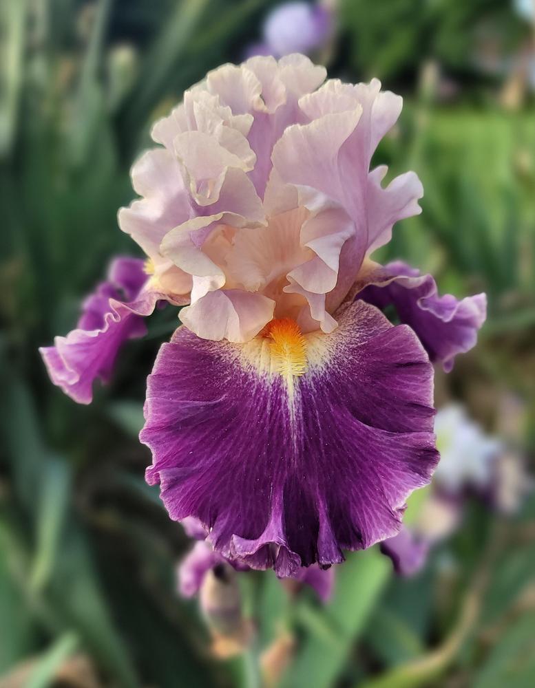Photo of Tall Bearded Iris (Iris 'Nevertheless') uploaded by Islandview
