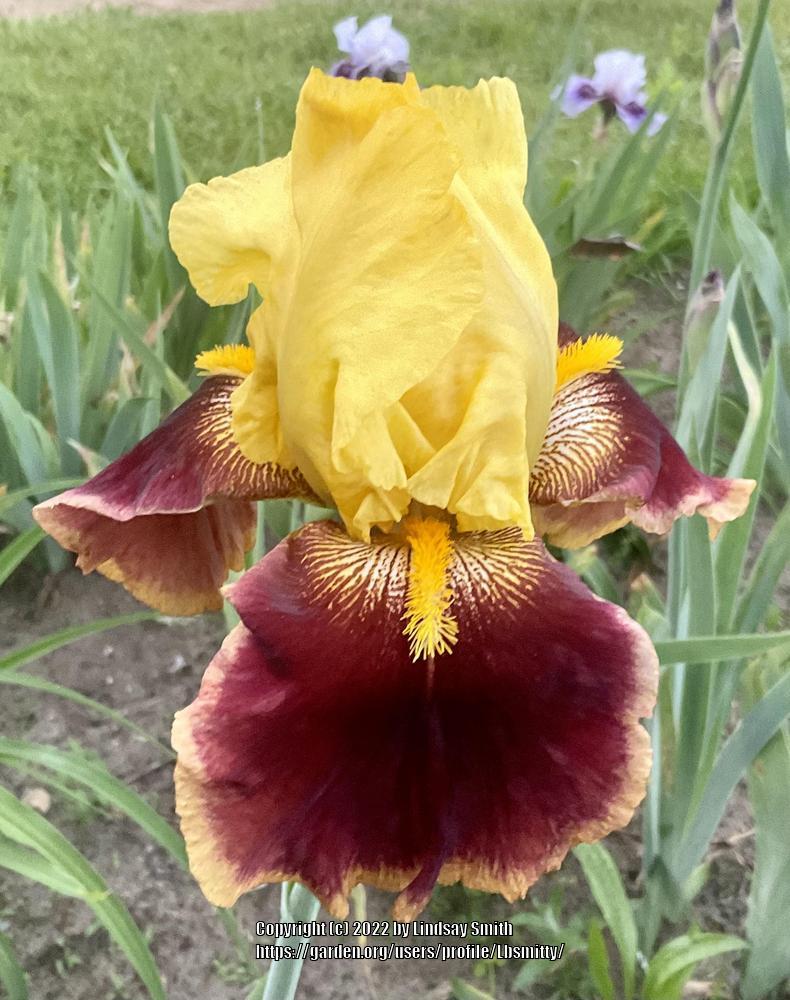 Photo of Tall Bearded Iris (Iris 'Pass the Shades') uploaded by Lbsmitty