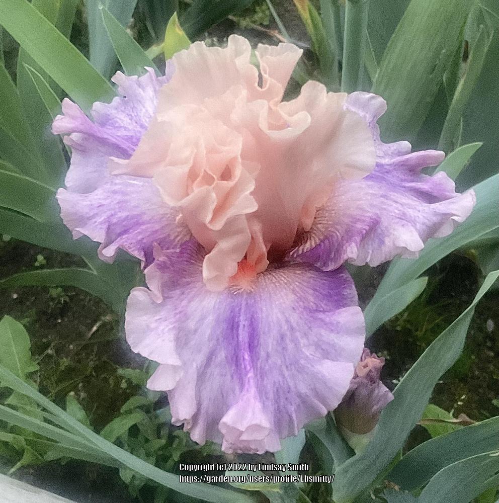 Photo of Tall Bearded Iris (Iris 'Fruited Plain') uploaded by Lbsmitty