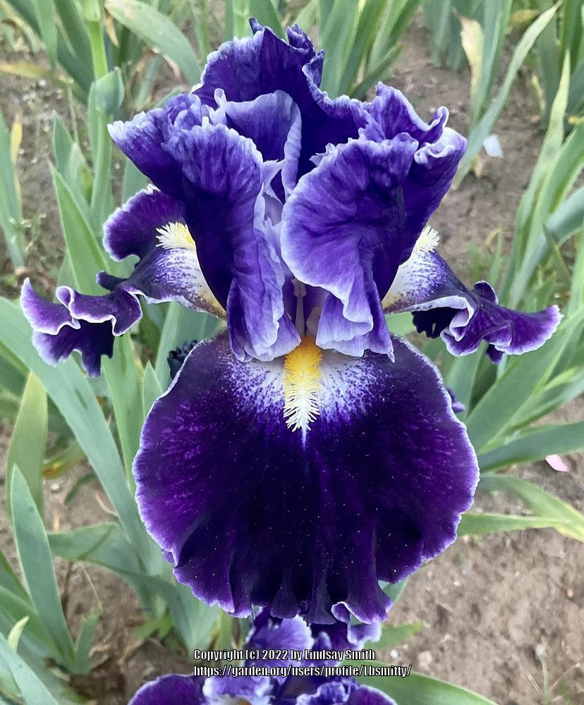 Photo of Tall Bearded Iris (Iris 'Dark Universe') uploaded by Lbsmitty