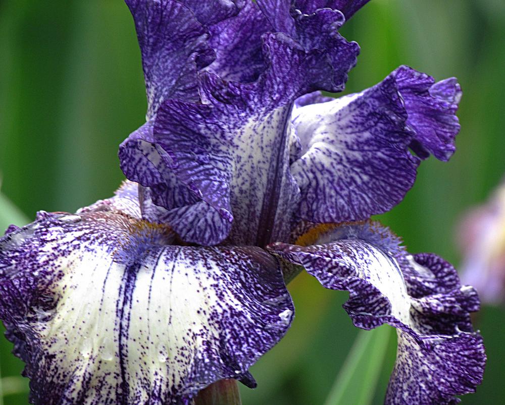 Photo of Tall Bearded Iris (Iris 'Rumor Has It') uploaded by LynNY