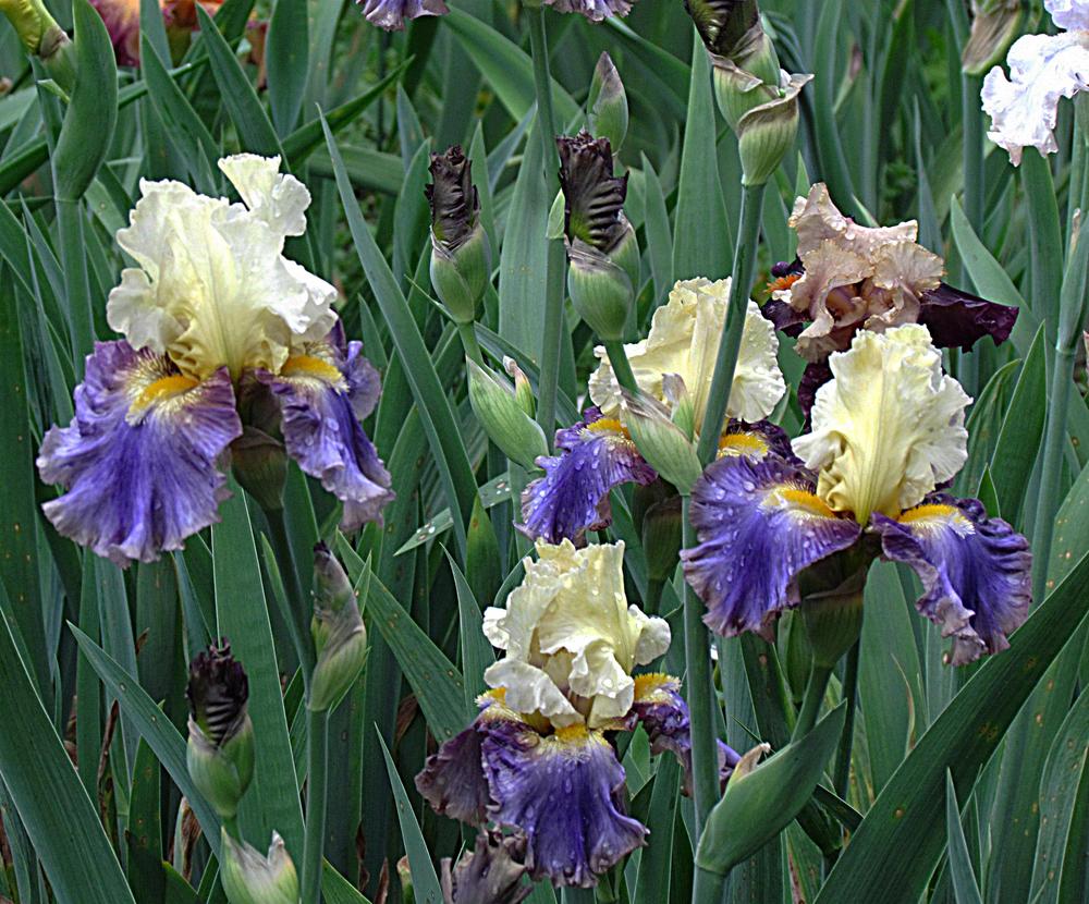 Photo of Tall Bearded Iris (Iris 'Style Traveller') uploaded by LynNY