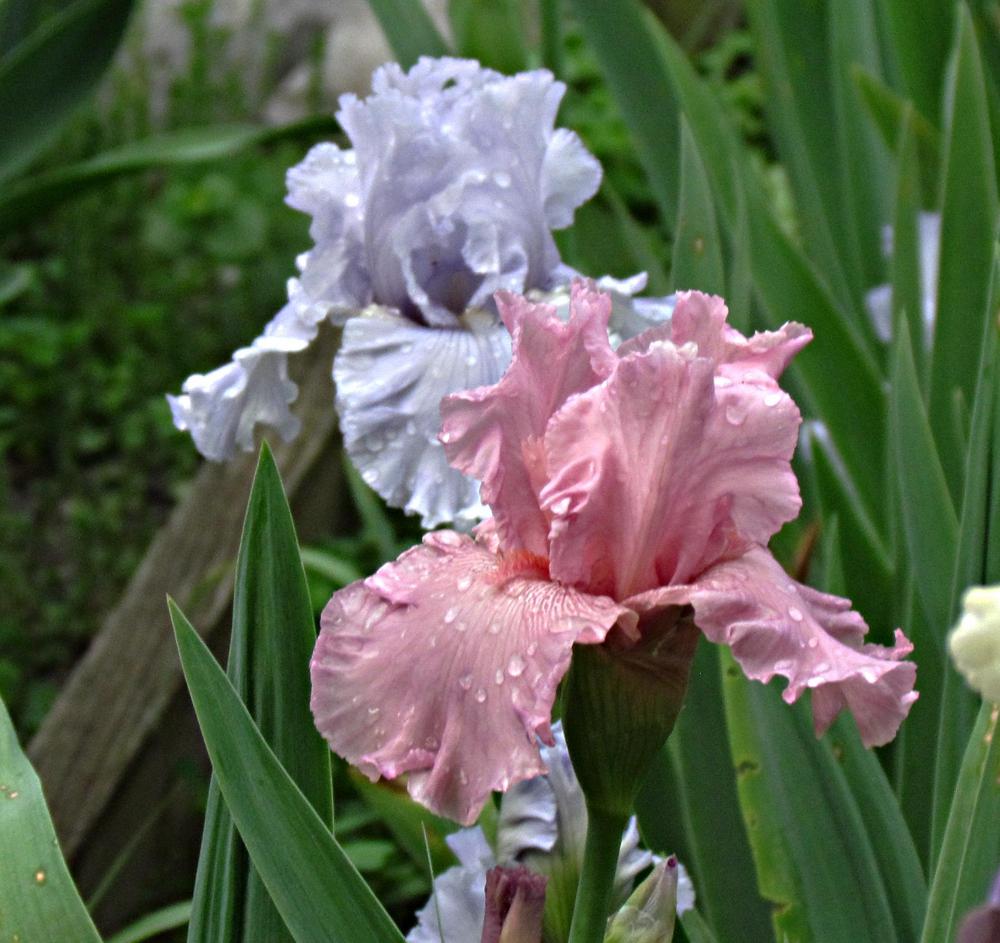 Photo of Tall Bearded Iris (Iris 'Star Appeal') uploaded by LynNY