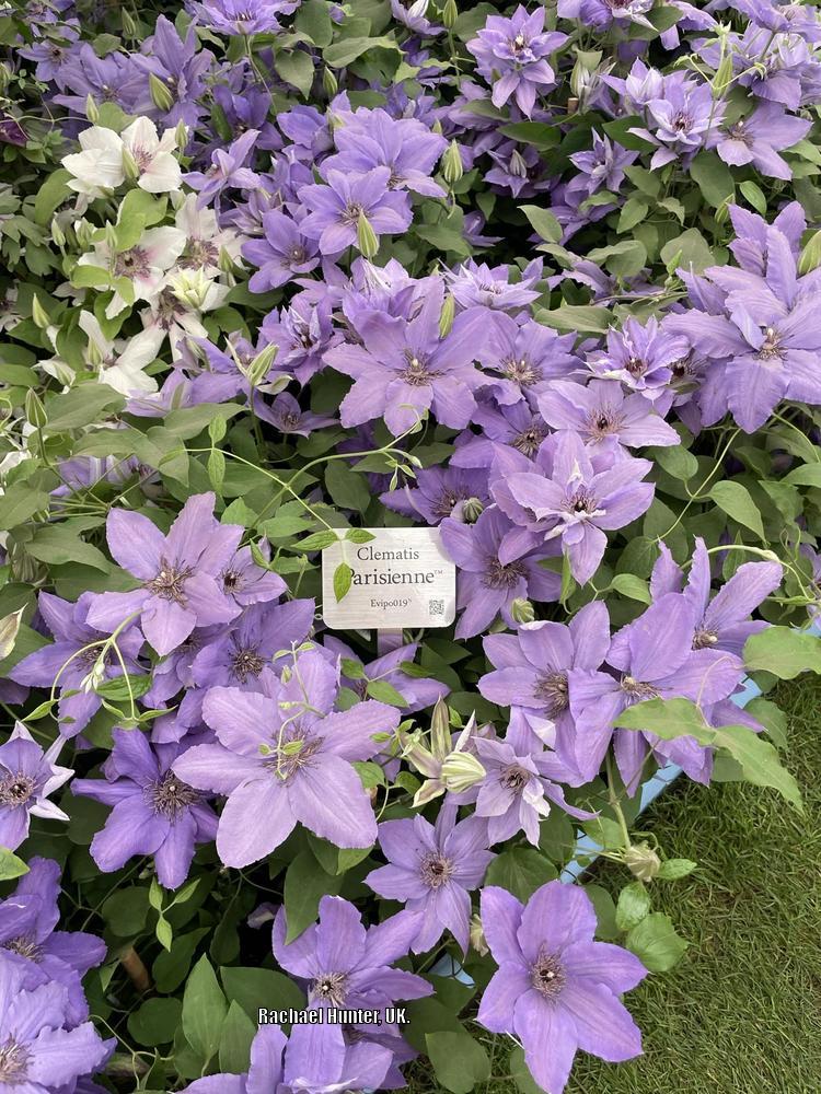 Photo of Clematis Parisienne™ uploaded by RachaelHunter