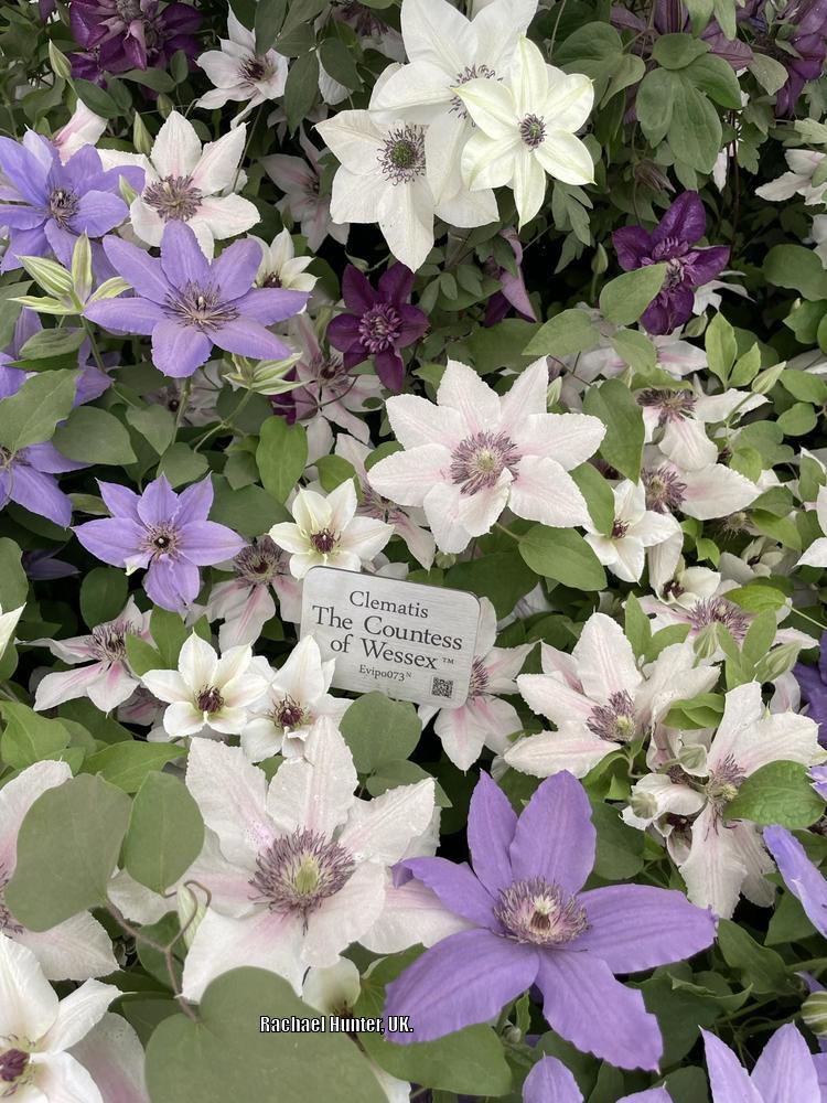 Photo of Clematis The Countess of Wessex™ uploaded by RachaelHunter