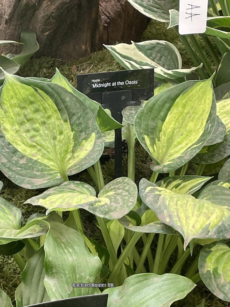 Photo of Hosta 'Midnight at the Oasis' uploaded by RachaelHunter