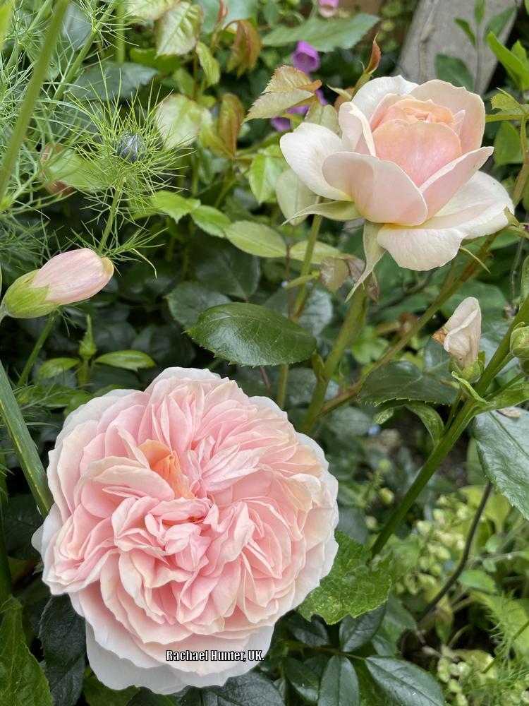 Photo of Rose (Rosa 'Garden of Roses') uploaded by RachaelHunter