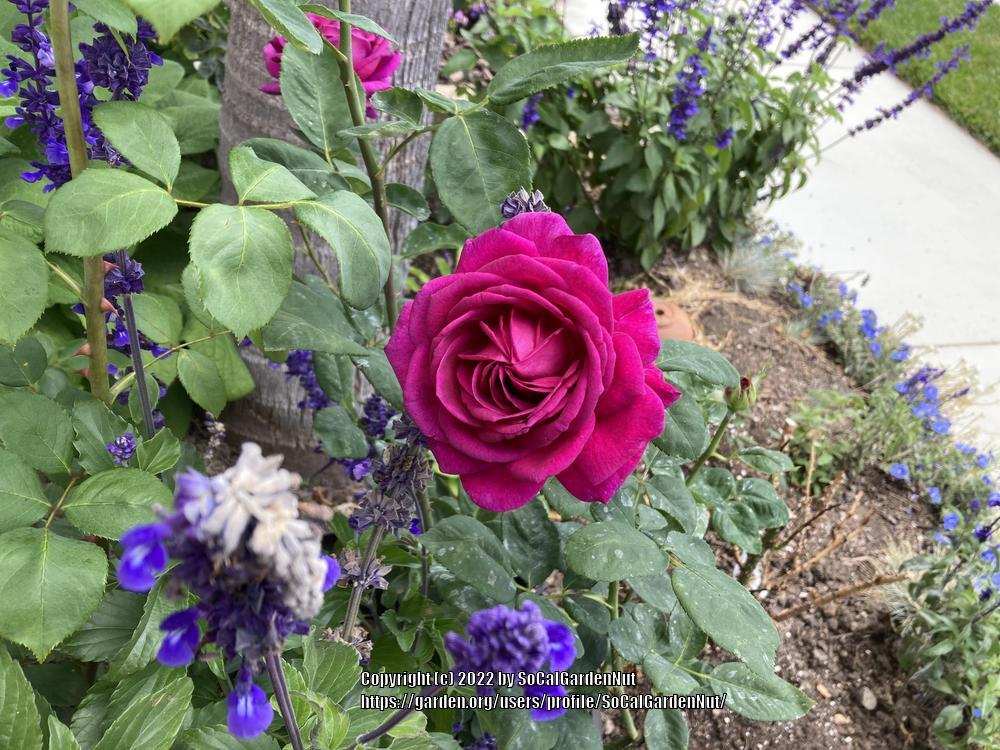 Photo of Rose (Rosa 'Stephens' Big Purple') uploaded by SoCalGardenNut