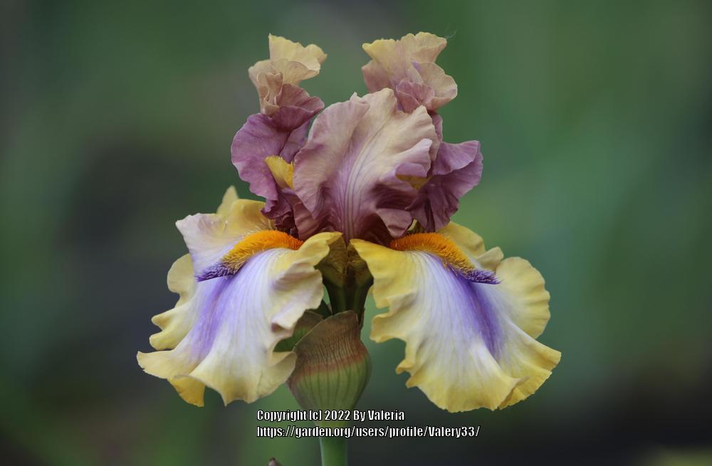Photo of Tall Bearded Iris (Iris 'Karibik') uploaded by Valery33