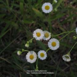 Location: Aberdeen, NC
Date: May 28, 2022
Prairie Fleabane #193; RAB page 1068, 179-44-5; LHB page 1007, 19