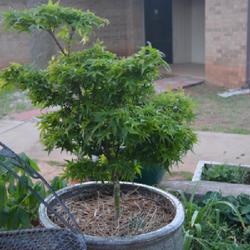 Location: In my garden in Oklahoma City, OK
Date: 2022-04-29
'Sharp's Pygmy' Japanese Maple...................................