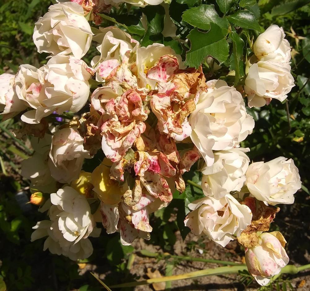 Photo of Rose (Rosa 'Flower Carpet Apple Blossom') uploaded by purpleinopp
