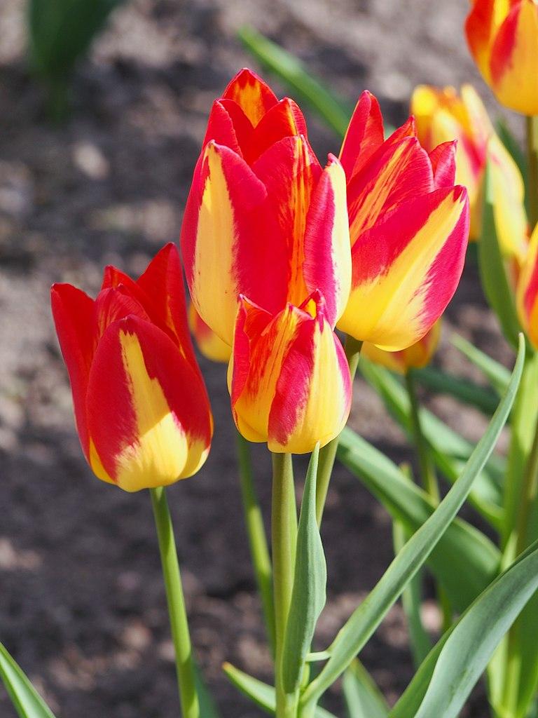 Photo of Tulip (Tulipa 'Colour Spectacle') uploaded by robertduval14