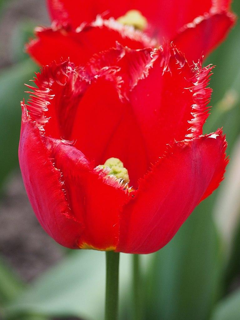 Photo of Fringed Tulip (Tulipa 'Crystal Beauty') uploaded by robertduval14