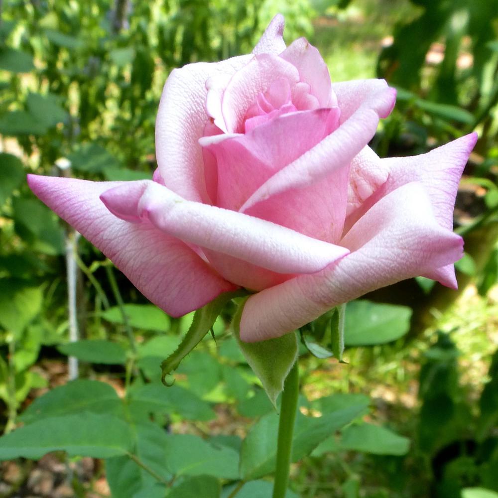 Photo of Tea Rose (Rosa 'Maman Cochet') uploaded by scvirginia