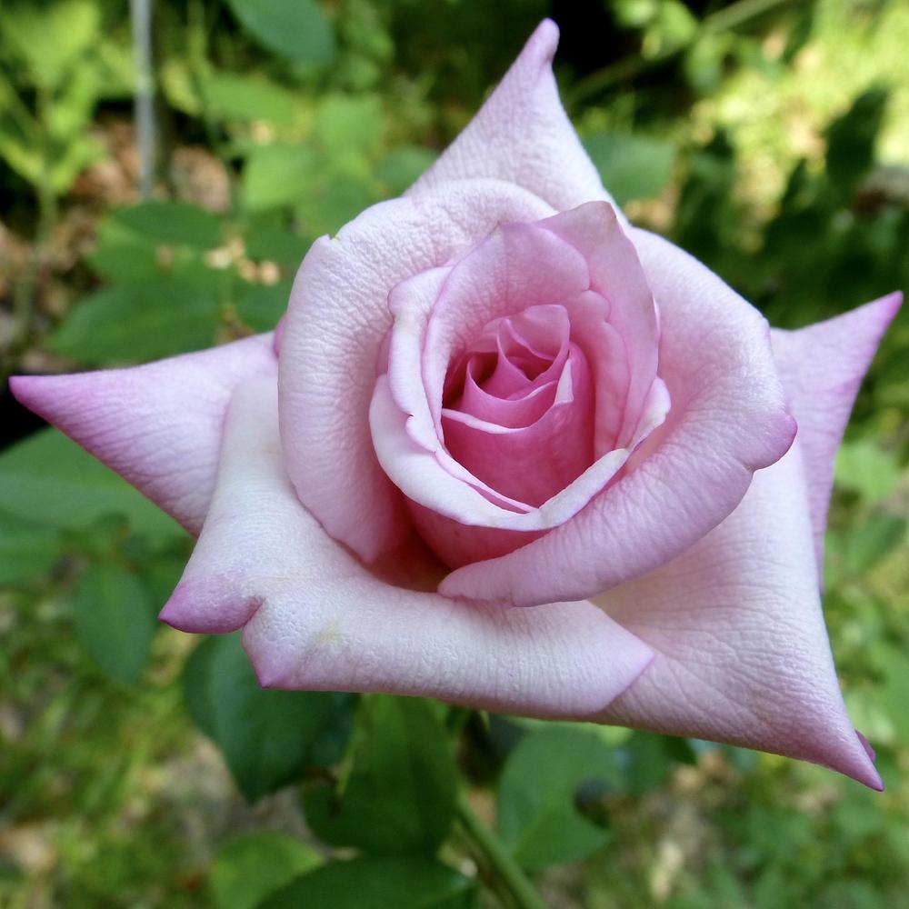 Photo of Tea Rose (Rosa 'Maman Cochet') uploaded by scvirginia