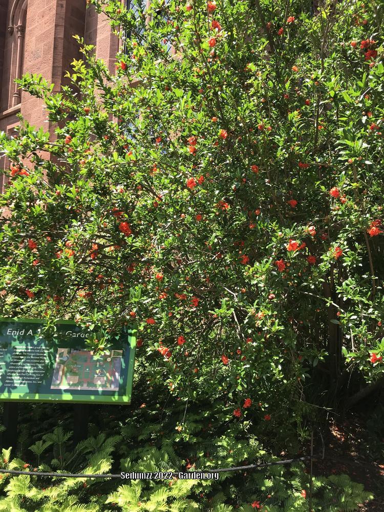 Photo of Pomegranates (Punica granatum) uploaded by sedumzz
