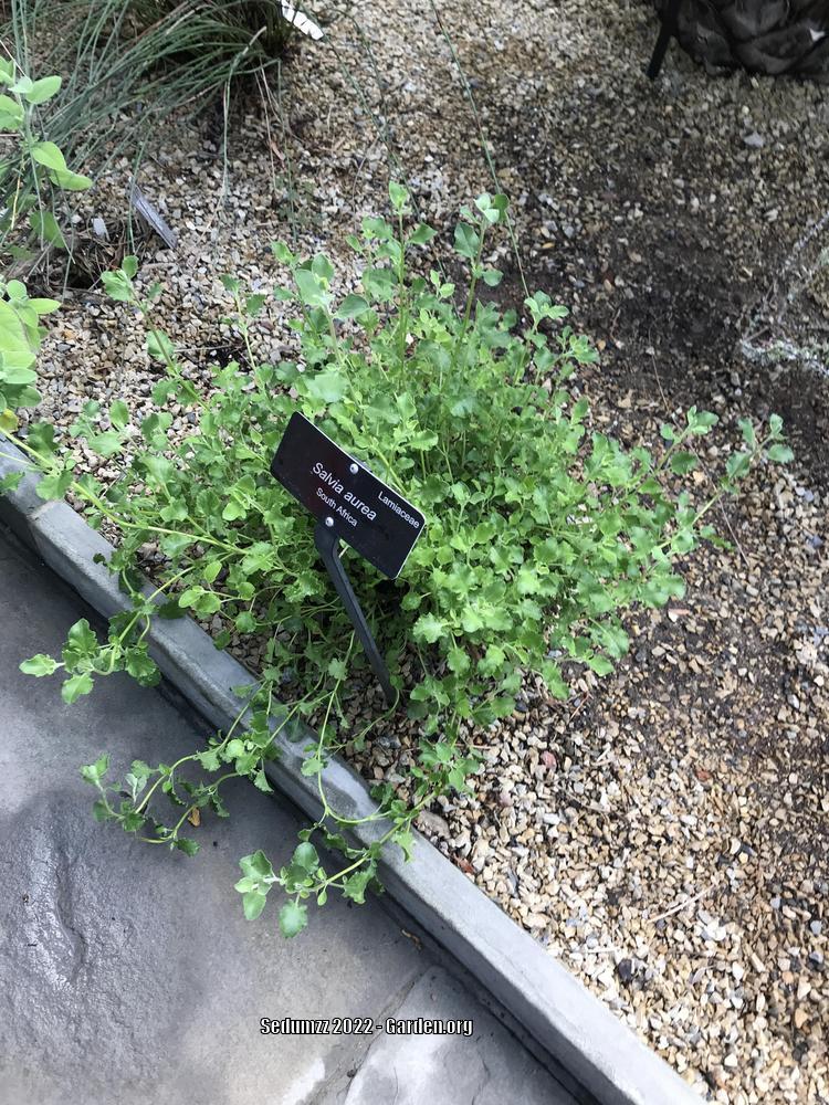Photo of Brown Salvia (Salvia aurea) uploaded by sedumzz