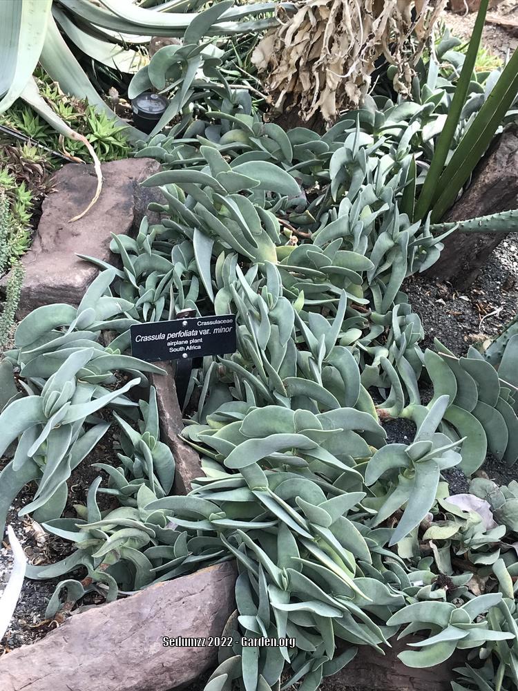 Photo of Propeller Plant (Crassula perfoliata var. falcata) uploaded by sedumzz