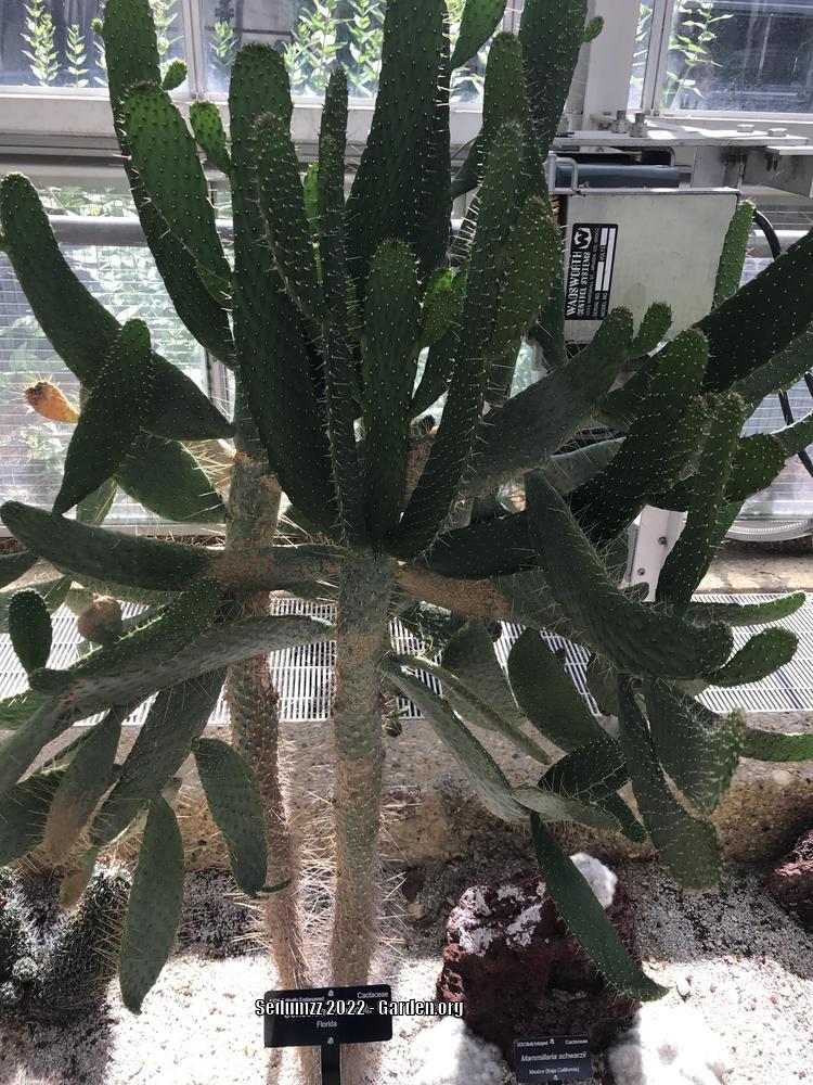 Photo of Florida Semaphore Cactus (Consolea corallicola) uploaded by sedumzz