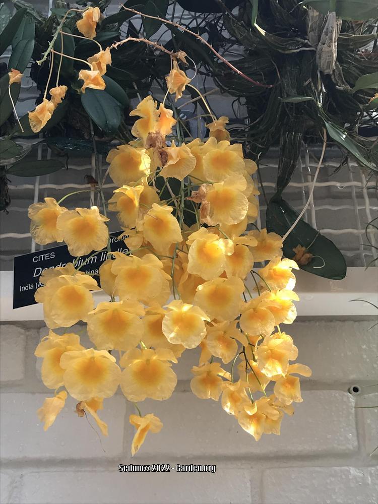 Photo of Orchid (Dendrobium lindleyi) uploaded by sedumzz