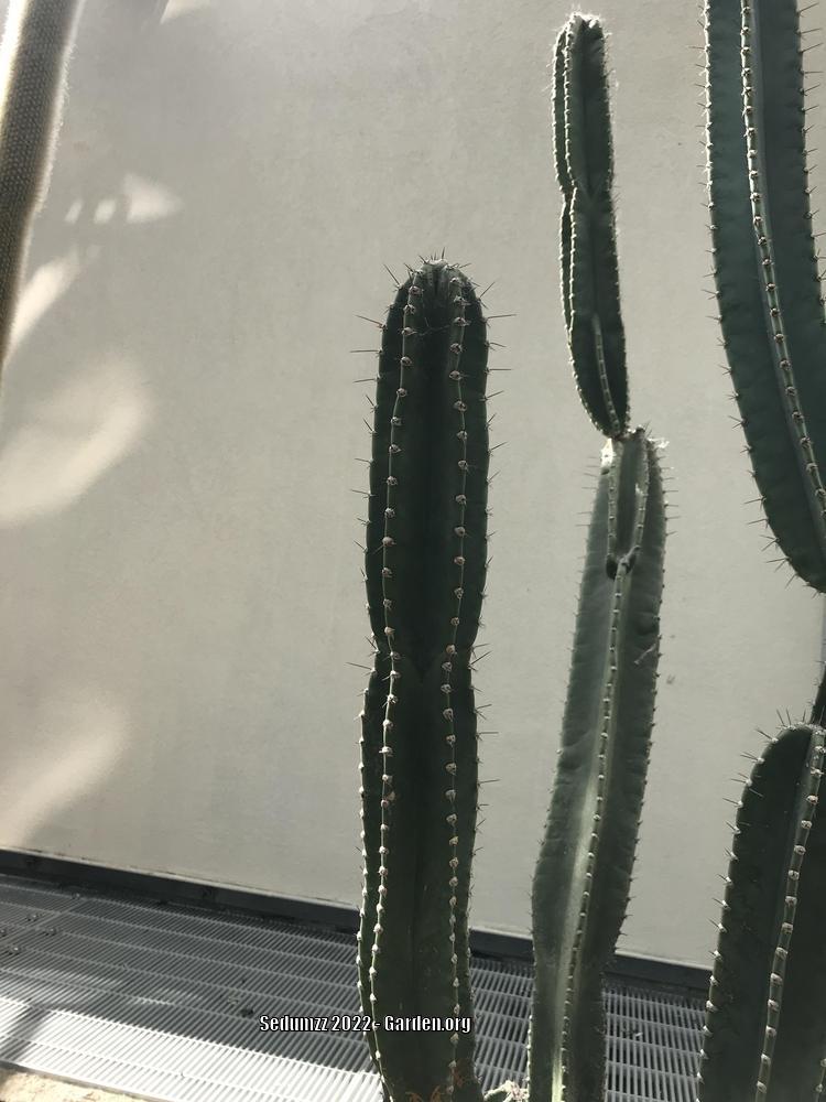 Photo of Hedge Cactus (Cereus hildmannianus) uploaded by sedumzz