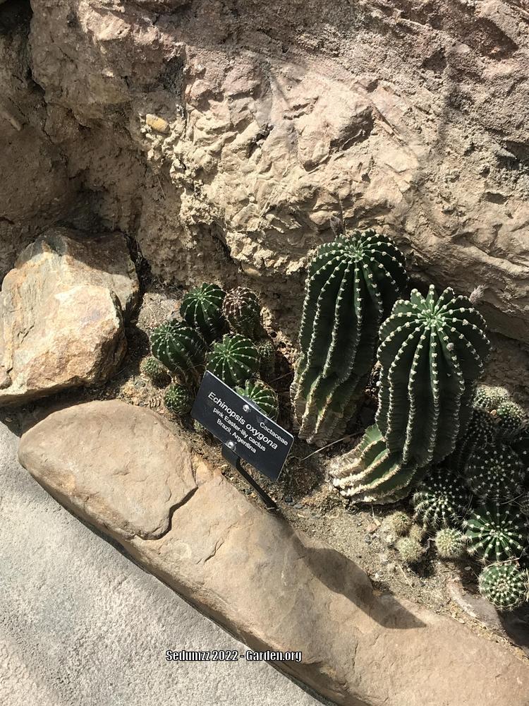 Photo of Sea-Urchin Cactus (Echinopsis oxygona) uploaded by sedumzz