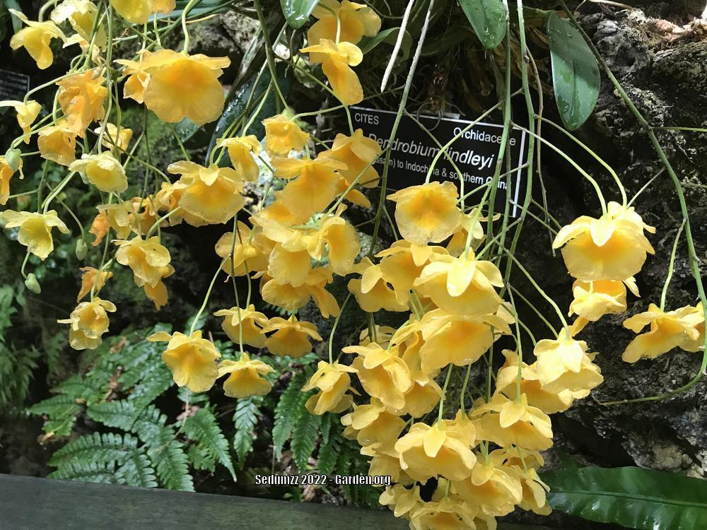 Photo of Orchid (Dendrobium lindleyi) uploaded by sedumzz