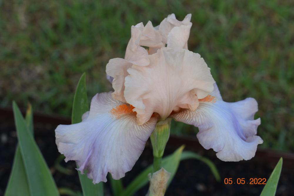 Photo of Tall Bearded Iris (Iris 'Celebration Song') uploaded by trmccray