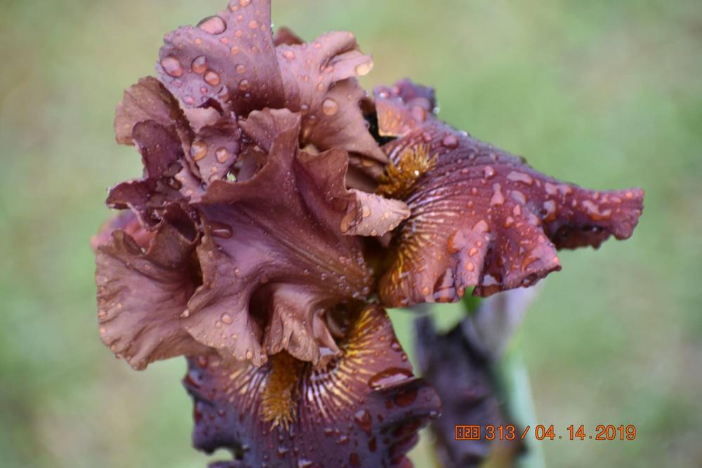 Photo of Tall Bearded Iris (Iris 'Chocolate Ecstasy') uploaded by trmccray