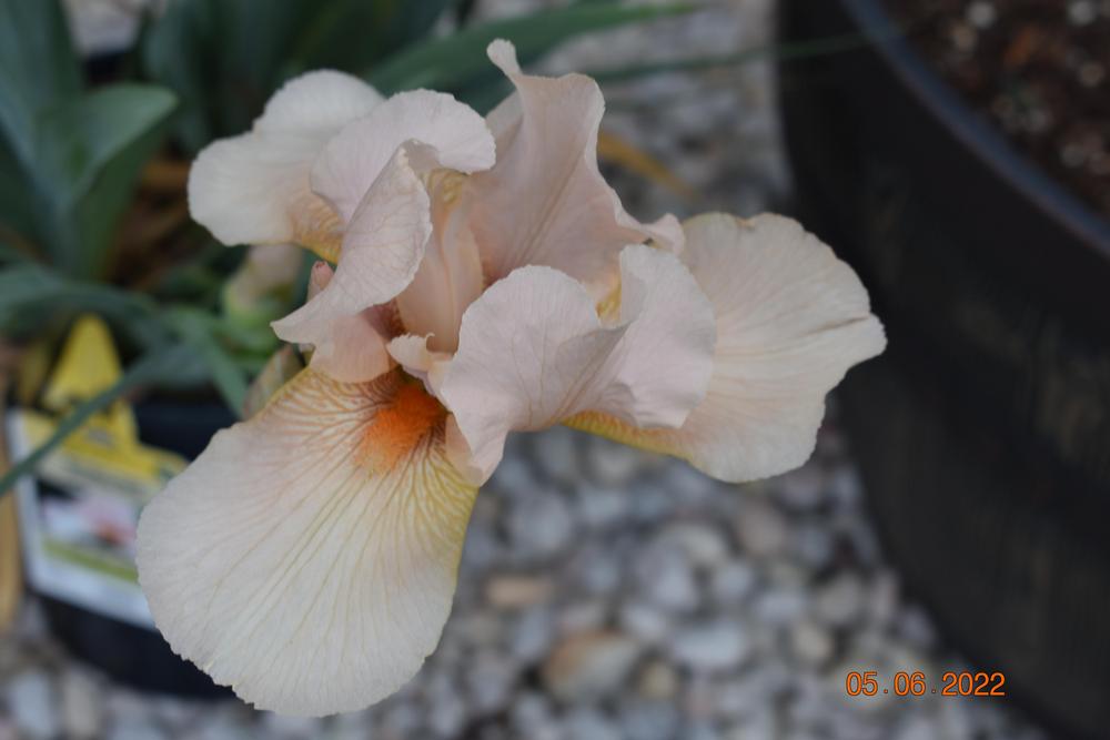 Photo of Tall Bearded Iris (Iris 'Beverly Sills') uploaded by trmccray