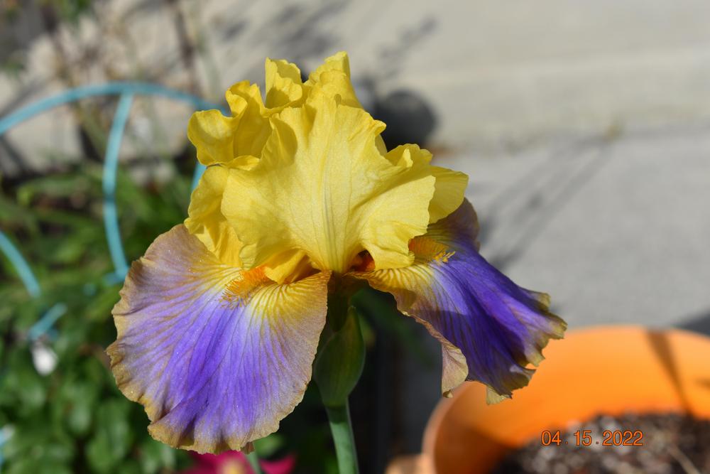 Photo of Tall Bearded Iris (Iris 'Can Can Dancer') uploaded by trmccray
