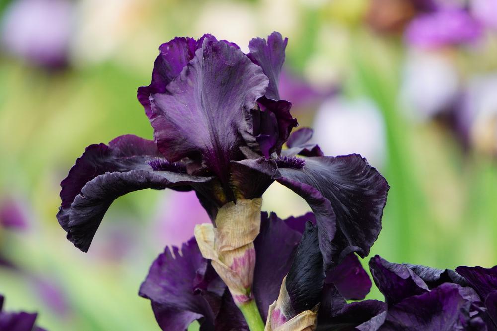Photo of Tall Bearded Iris (Iris 'Before the Storm') uploaded by D3LL