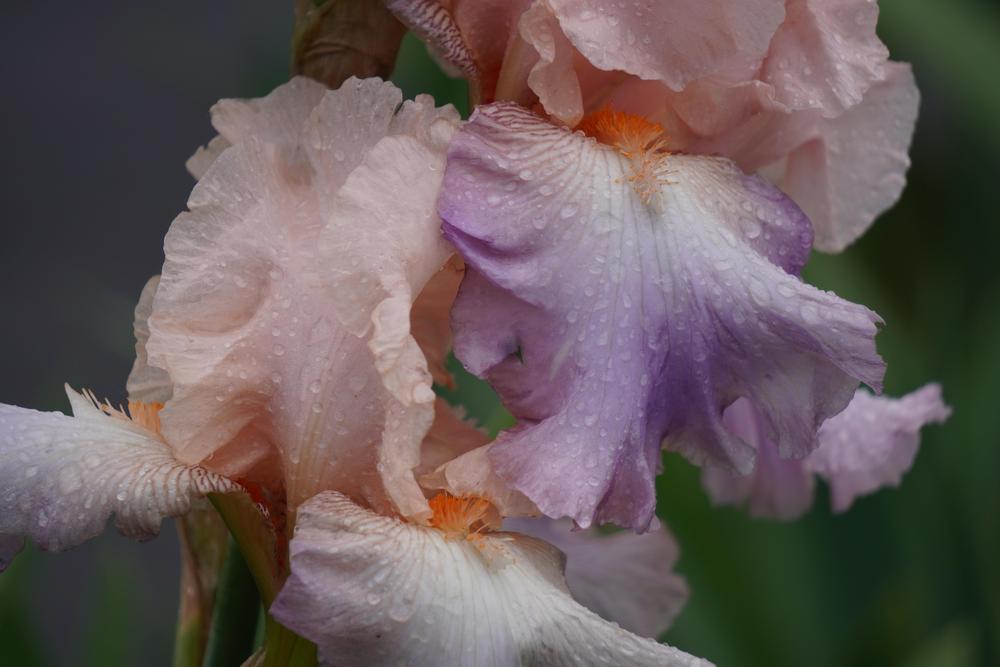 Photo of Tall Bearded Iris (Iris 'Celebration Song') uploaded by D3LL