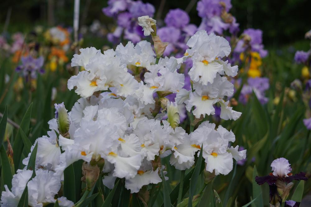 Photo of Tall Bearded Iris (Iris 'Blanket of Snow') uploaded by D3LL