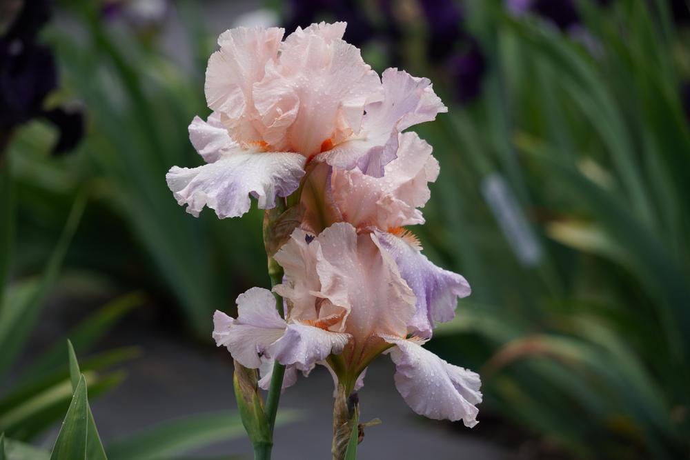 Photo of Tall Bearded Iris (Iris 'Celebration Song') uploaded by D3LL