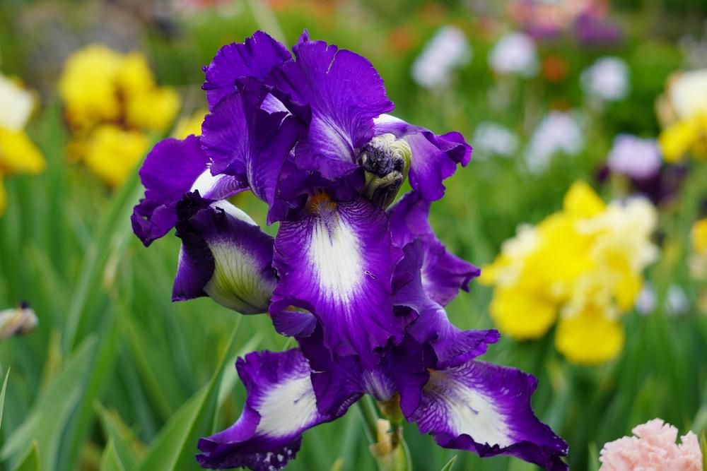 Photo of Tall Bearded Iris (Iris 'Exotic Isle') uploaded by D3LL