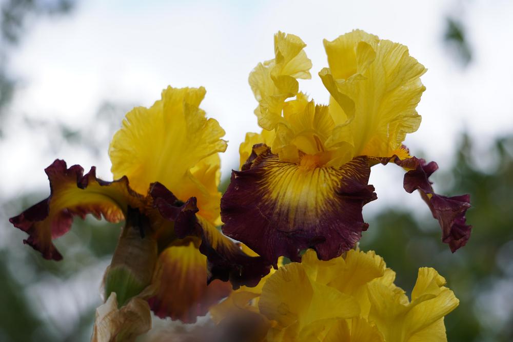 Photo of Tall Bearded Iris (Iris 'Snapshot') uploaded by D3LL
