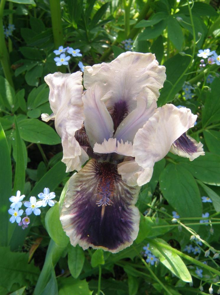 Photo of Standard Dwarf Bearded Iris (Iris 'Whydidi') uploaded by IrisLilli