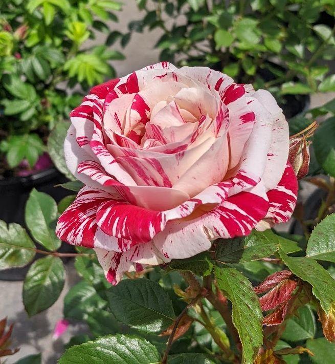 Photo of Rose (Rosa 'Scentimental') uploaded by Joy