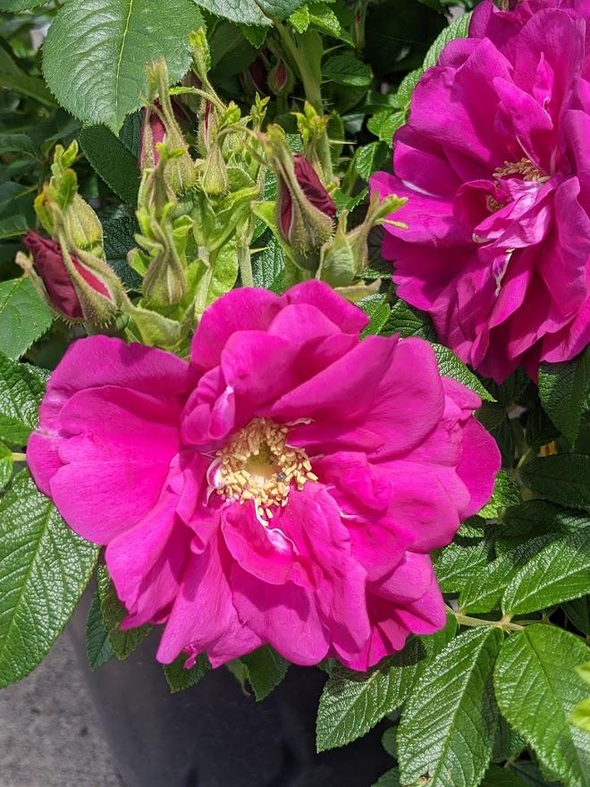 Photo of Rose (Rosa 'Rotes Meer') uploaded by Joy