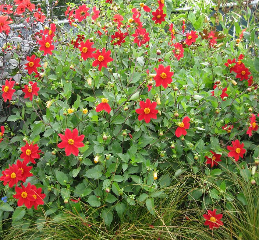 Photo of Scarlet Flowered Dahlia (Dahlia coccinea) uploaded by Joy