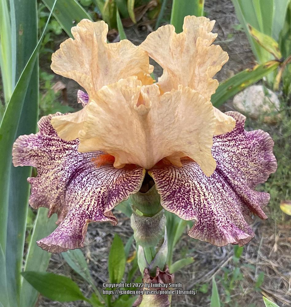 Photo of Tall Bearded Iris (Iris 'Sneezy') uploaded by Lbsmitty
