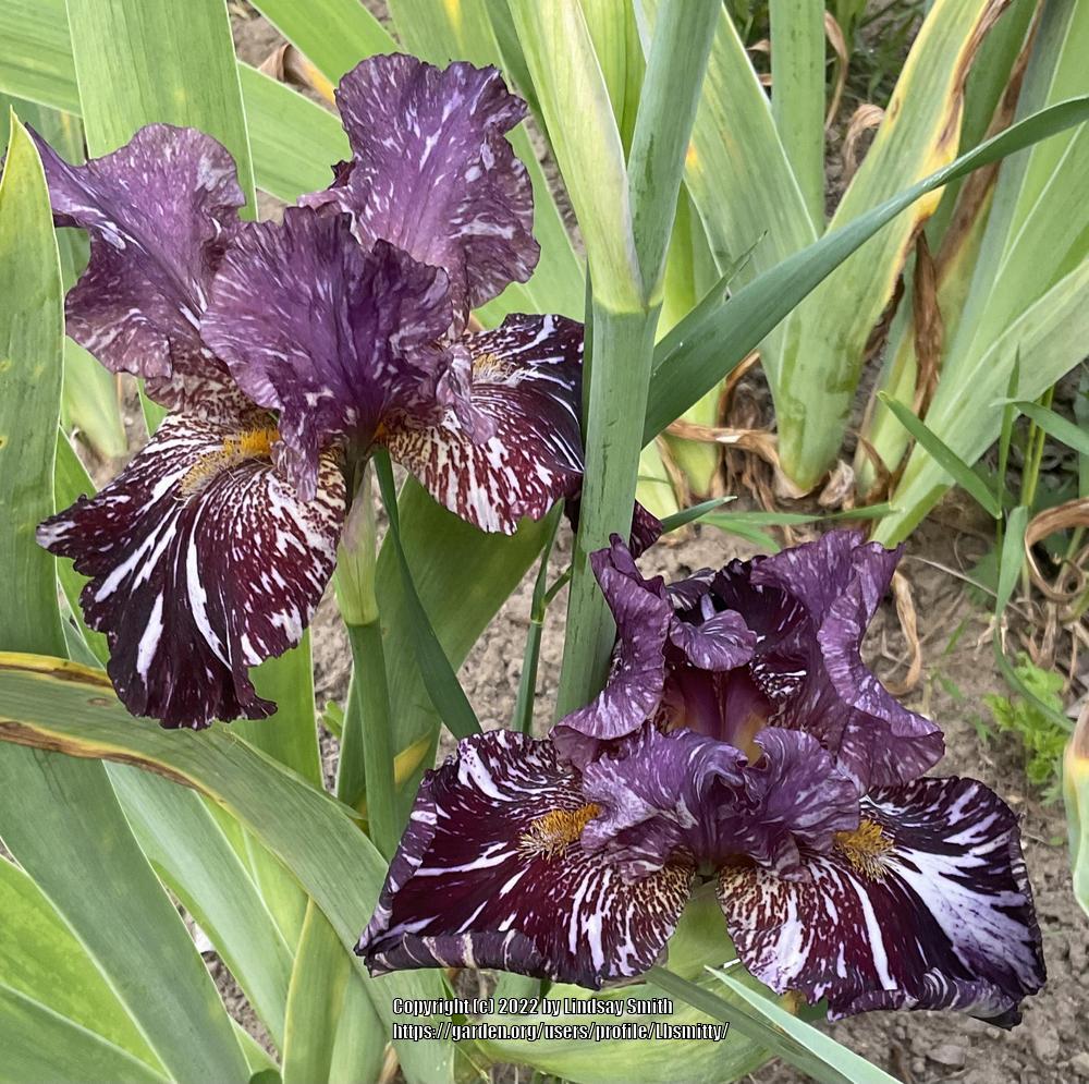 Photo of Tall Bearded Iris (Iris 'Chocolate Moose') uploaded by Lbsmitty