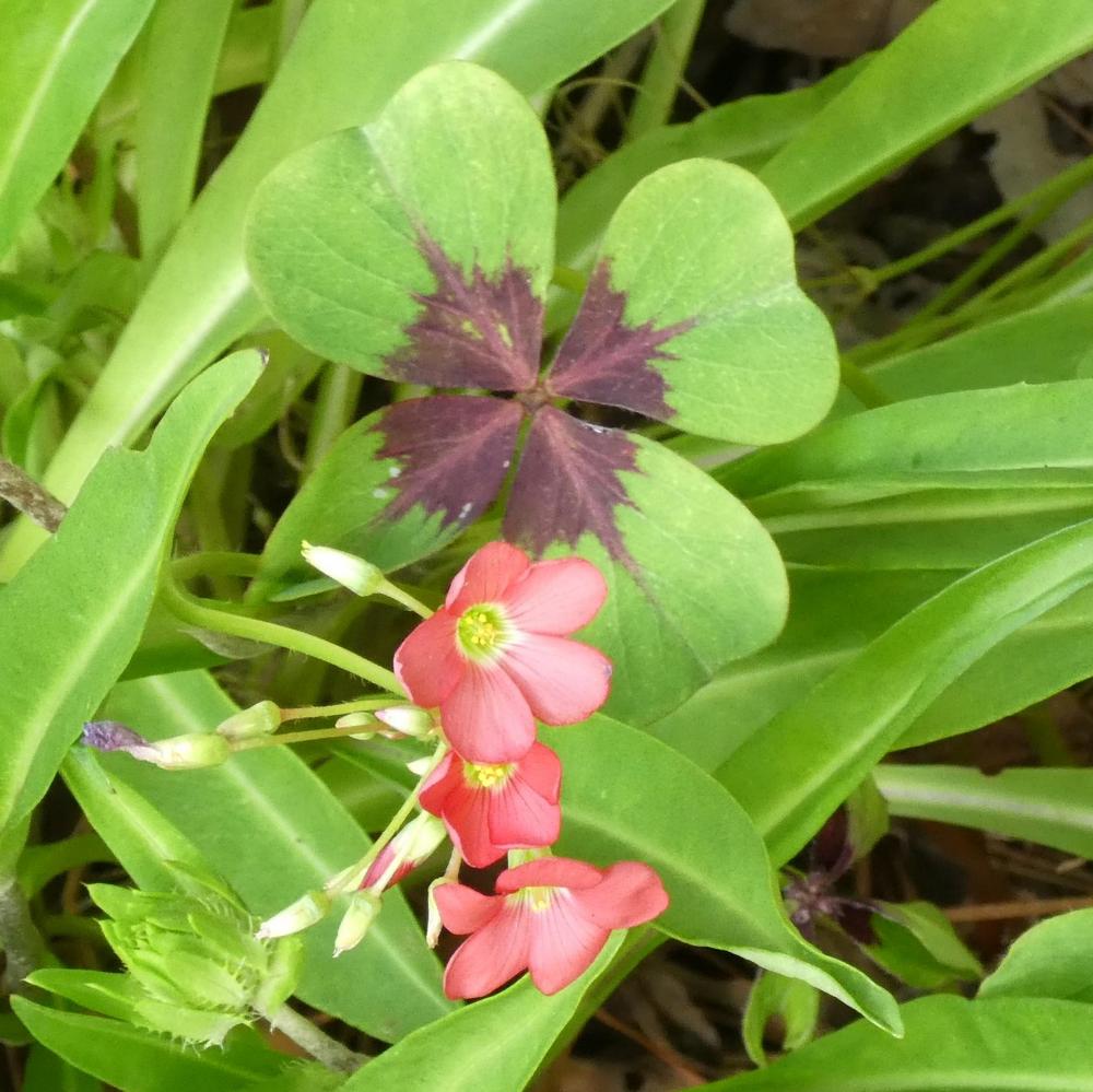 Photo of Good Luck Plant (Oxalis tetraphylla 'Iron Cross') uploaded by LoriMT