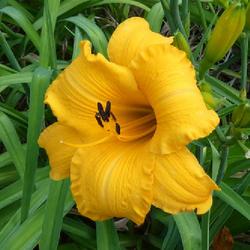 Location: my garden in Dawsonville, GA (zone 7b north Geogia mountains)
Date: 2022-05-30
NoID 005 Paradise Jungle Daylilies 2015/06/09